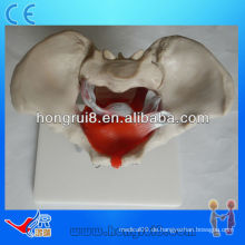 ISO Weibliches Beckenmodell mit Beckenmuskeln und Beckenorganen, Anatomie-Modell des Beckens